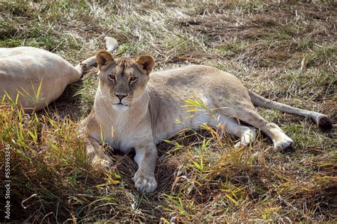 White lioness in nature park (Panthera leo krugeri) Stock Photo | Adobe ...