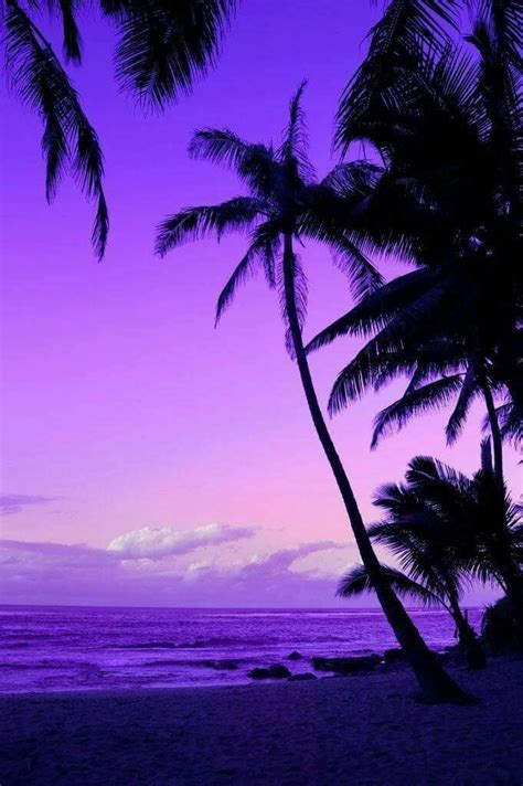 Palm tree | Purple sunset, Beautiful landscapes, Beautiful sunset