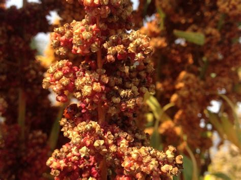 Yes, you can grow quinoa at home! – zero mile grub