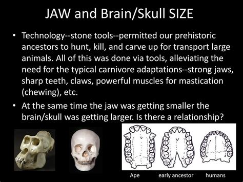 Human Evolution Hominid Evolution. - ppt download