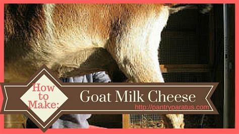 How to Make Goat Milk Cheese