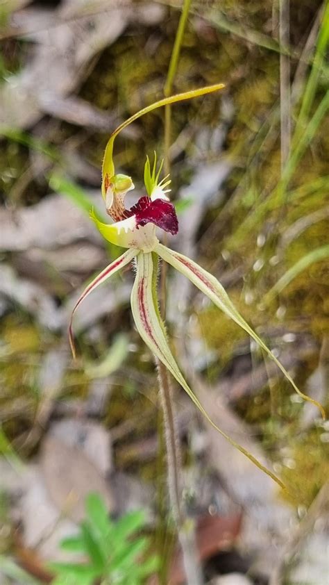 Some native Australian orchids I found today : r/orchids