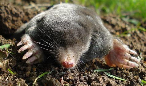 Mole Animal - All About The Tiny, Burrowing Mammal