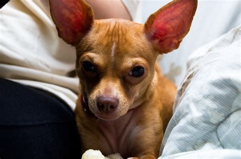 Deer Head Chihuahua: Pictures, Facts, Temperament & Traits | Hepper