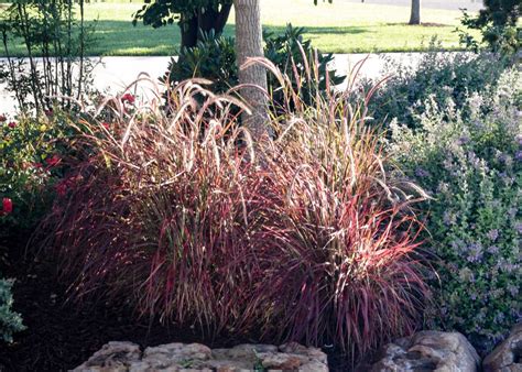 Fountain Grass Purple - Tree Top Nursery & Landscape Inc.