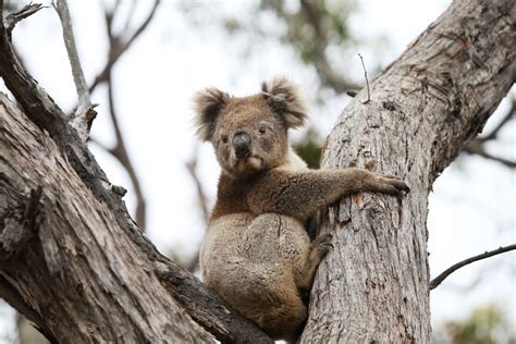 Australia's fires 'killed or harmed three billion animals' - BBC News