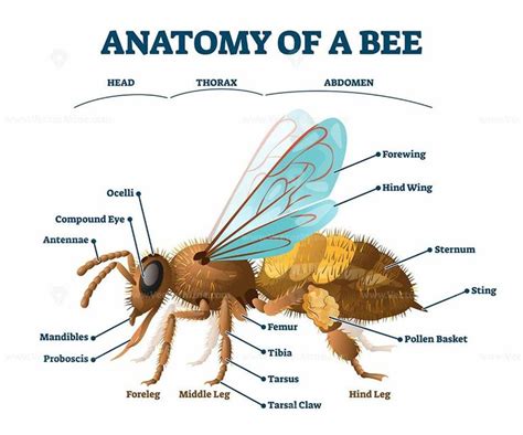 Anatomy of bee educational labeled body structure scheme vector ...