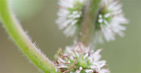 Hawaii Horticulture: Mamaki - A Hawaiian Medicinal Plant