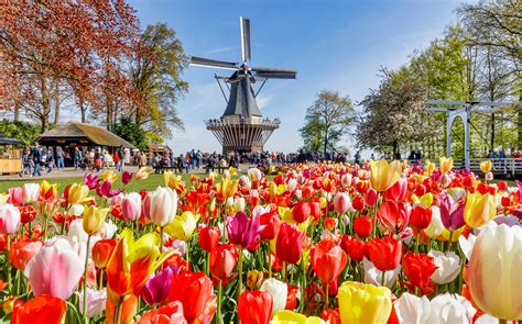 A-Z Guide On Visiting Keukenhof Tulip Gardens Amsterdam