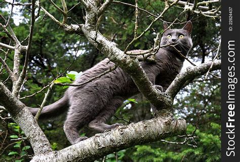 46+ Cat climbing Free Stock Photos - StockFreeImages