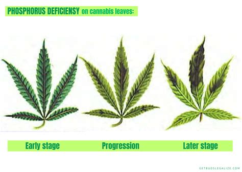 Phosphorus Deficiency in Cannabis: Causes, Symptoms, and Solutions ...