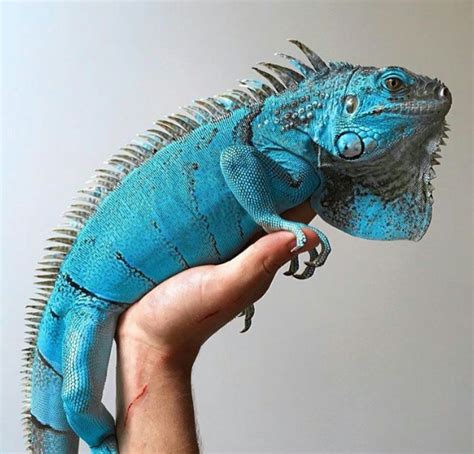 Blue iguana for sale online | baby blue iguanas for sale near me