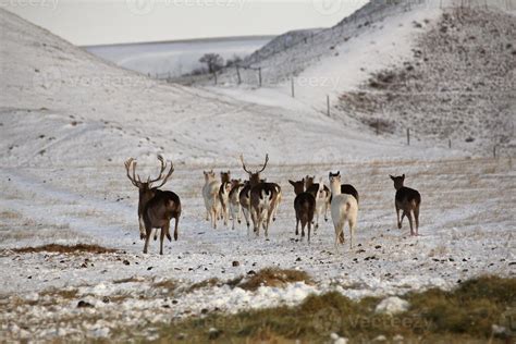 Fallow Deer in winter 6251347 Stock Photo at Vecteezy