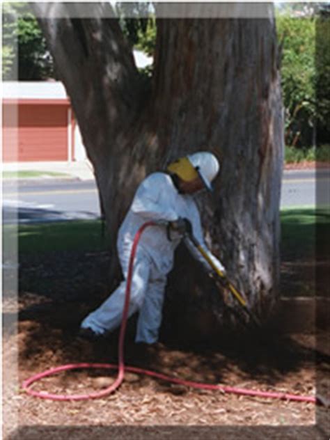 San Diego Consulting Arborist