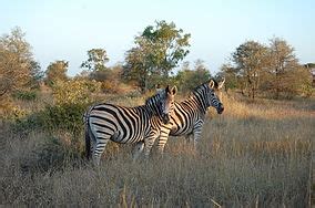 Kruger National Park - Wikipedia
