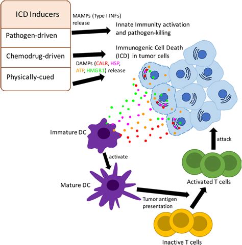 Schematic summarization of ICD inducers and the mechanism of ...