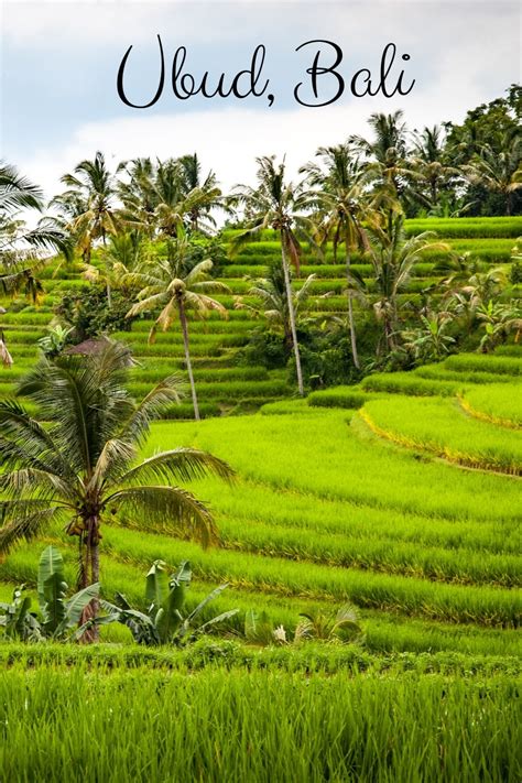 Guide to Ubud Rice Fields [and Around]- the Famous Rice Terraces in Bali, Indonesia - Drifter Planet