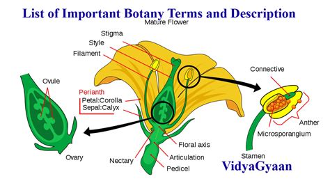 Botany Terms and Description - VidyaGyaan