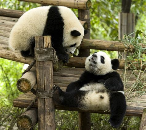 The giant panda is no longer endangered - LifeGate