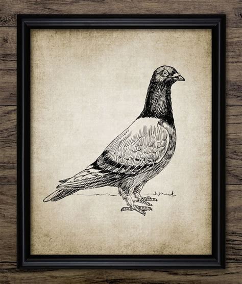 Vintage Racing Pigeon Print Homing Pigeon Illustration