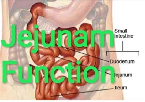 What are jejunum function - healthcare4007.over-blog.com | Function ...