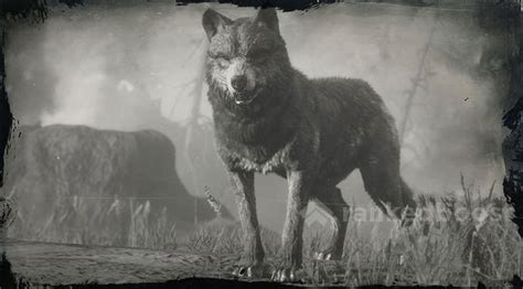 Red Dead Redemption 2 Wolf | Locations, Crafting, Legendary, Materials