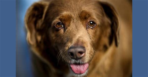 Bobi World's Oldest Dog Dies At 31: Trending News