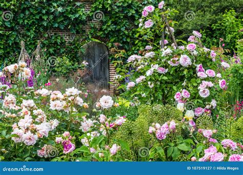 Old British rose garden stock image. Image of rose, flower - 107519127