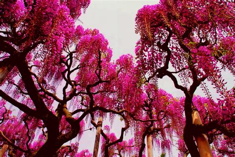 Pink Nature Wisteria Tree Wallpaper HD - Live Wallpaper HD