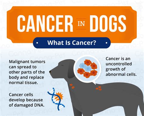 Can Cancer In Dogs Cause Aggression