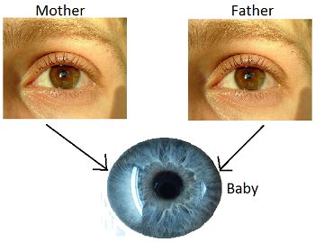 Heredity Traits Eye Color