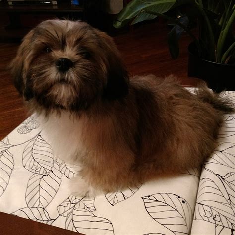 Lhasa Apso Puppies For Sale | Pittsburgh, PA #257571