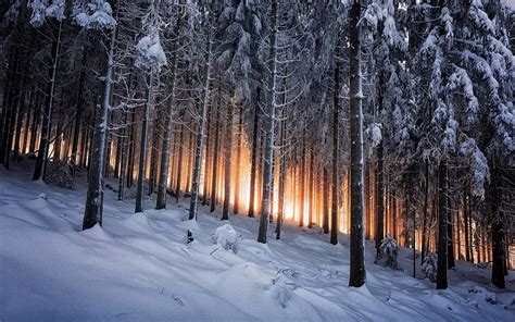 Winter, Forest, Earth, HD wallpaper | Peakpx