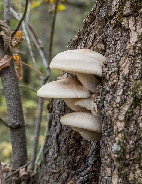 Foraging Elm Oyster Mushrooms (Hypsizygus ulmarius) - Forager | Chef