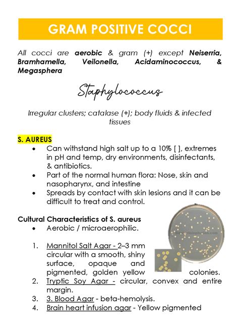 Gram Positive Cocci - All cocci are aerobic & gram (+) except Neiserria ...