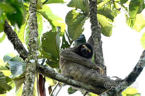 Panama Wildlife – Ramdas Iyer Photography