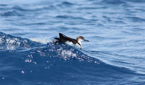 Manx Shearwater Bird - Facts, Information & Habitat