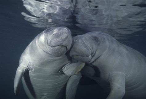 Happy Manatee Awareness Month! • AuthenticFlorida.com