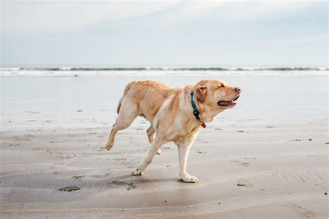 Labrador on the beach - Keepers Cottages