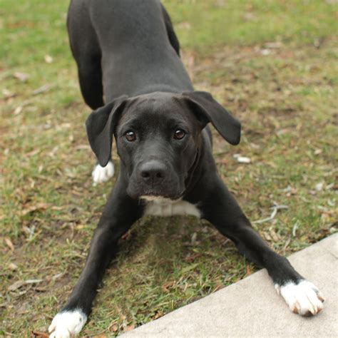 Tulip - Labrador Retriever Pointer mix