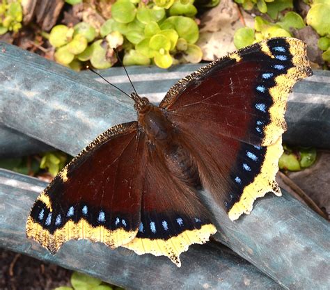 Mourning Cloak (Nymphalis antiopa) | Beautiful butterfly photography ...