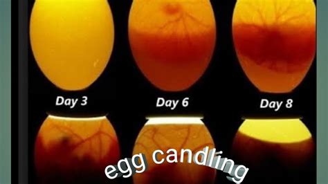 #egg candling - YouTube