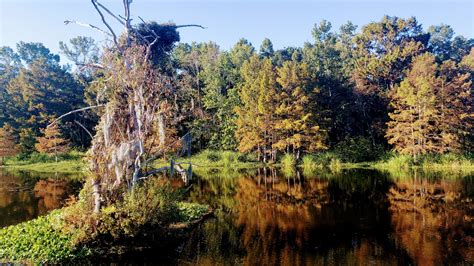 Chicot State Park Tent Camping | NOLA On The Road