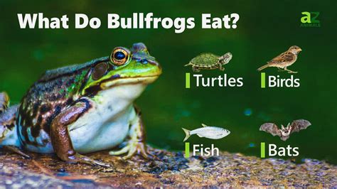 Bullfrog - A-Z Animals