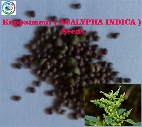 12 Seeds Kuppaimeni ( ACALYPHA INDICA ) Free Shipping
