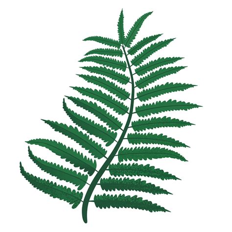 Green fern leaves. Vector illustration, isolated on white background ...