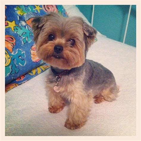 Teddy Bear Cut Yorkie Poo