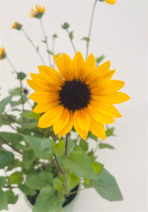 Sunflower Sunflower Sunbelievable Brown Eye from American Farms