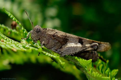 Brown grasshopper on leaf in macro photography during daytime HD wallpaper | Wallpaper Flare