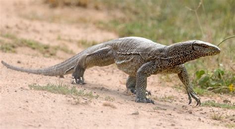 Man Arrested For Roasting A Monitor Lizard Alive